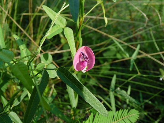 {Strophostyles umbellata}